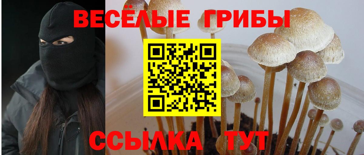 Псилоцибиновые грибы Cubensis Лыткарино